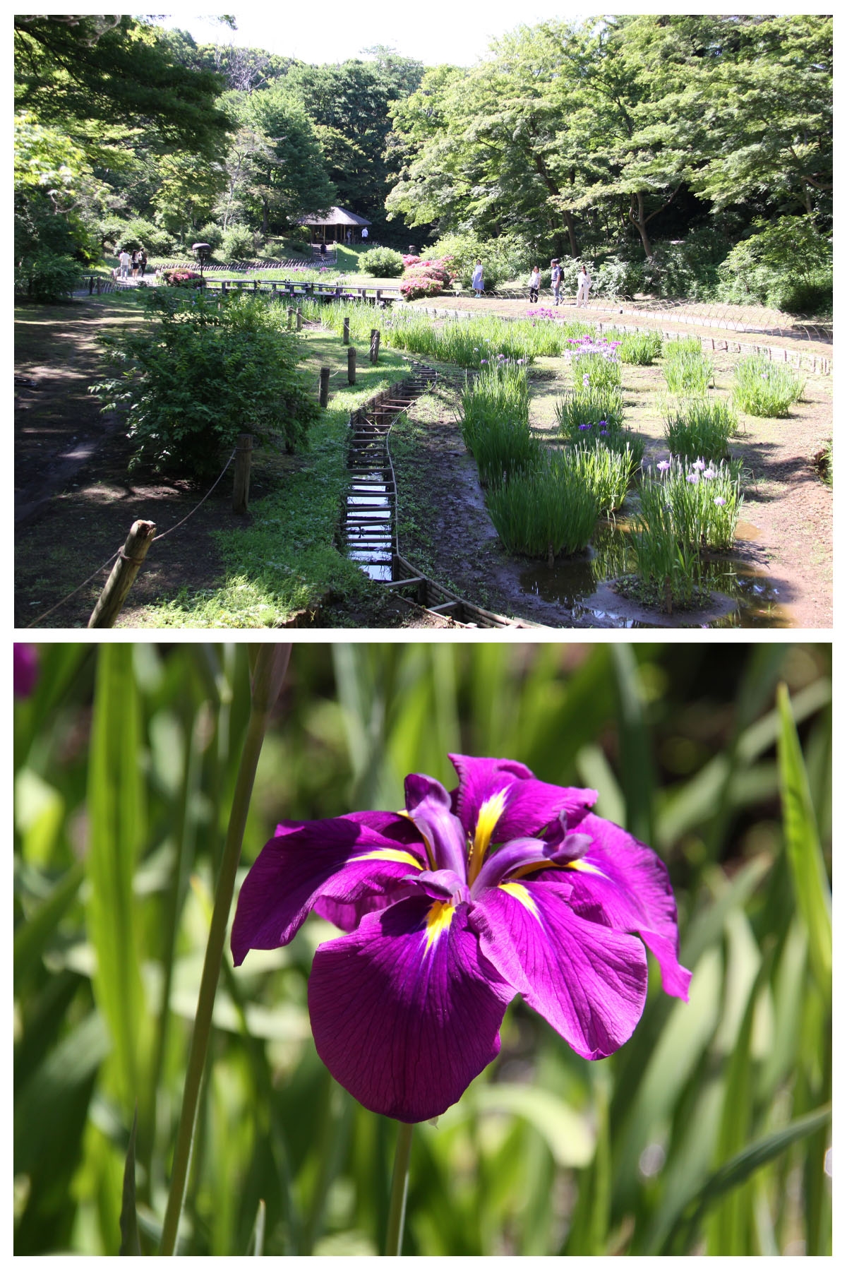 花菖蒲が咲き始めました。