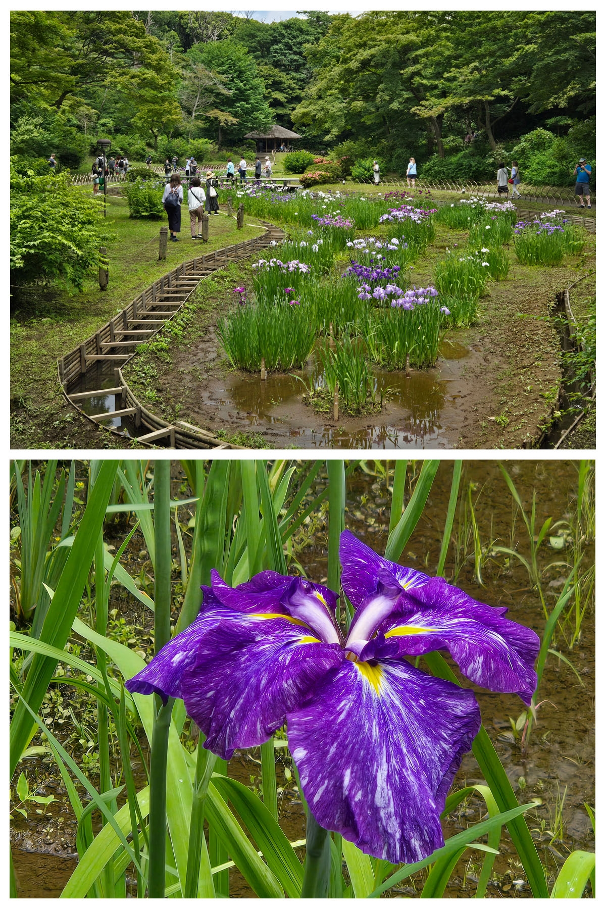 花菖蒲が１，５３６輪開花しております。