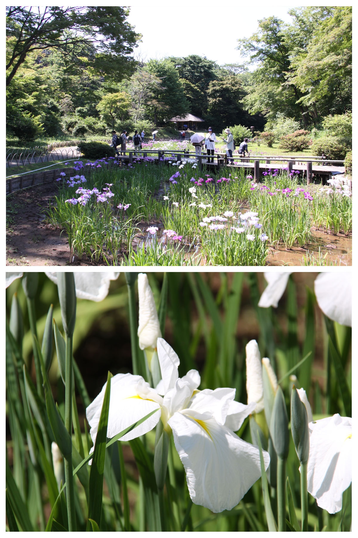 花菖蒲が２，７１６輪開花しております。